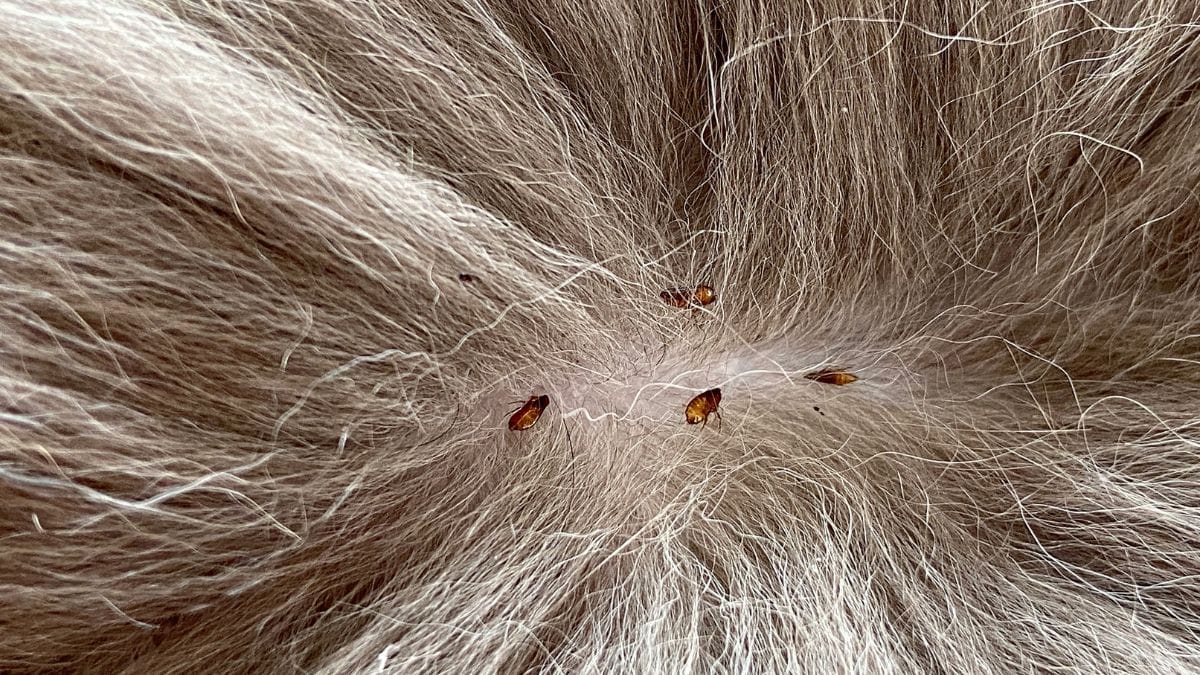 Wie Sieht Ein Katzenfloh Aus wamiz.de